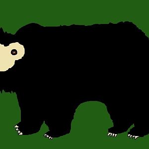 Sloth Bear