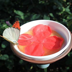 Great Orange-tip (Hebomoia glaucippe)