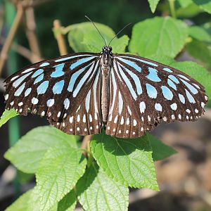 Blue Glassy Tiger (Ideopsis similis)