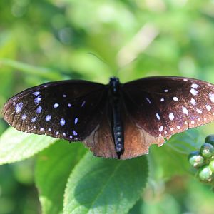 Striped Blue Crow (Euploea mulciber)