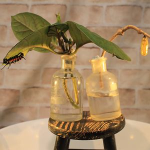 Tree Nymph (Idea leuconoe) - Insectopia