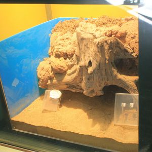 Antlion (Hagenomyia micans) tank - Insectopia