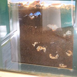 Rhinoceros Beetle larvae (Trypoxylus dichotomus) - Insectopia