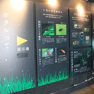 Firefly signage - Insectopia