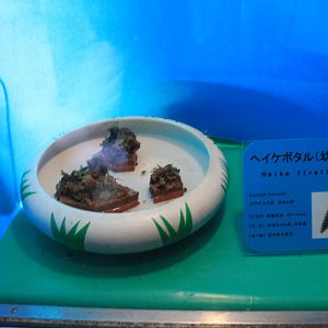 Heike Firefly larvae (Aquatica lateralis) - Insectopia