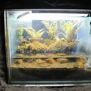 Firefly larvae (Luciola crucata) - Insectopia