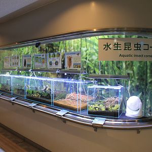Aquatic Insect tanks - Insectarium