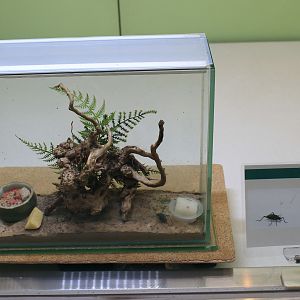 Bell Cricket (Meloimorpha japonica) - Insectarium
