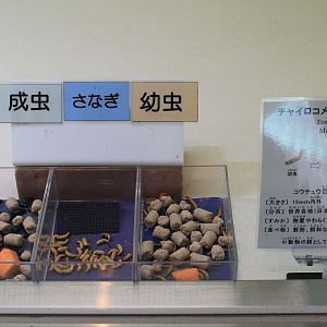 Mealworms (Tenebrio molitor) - Insectarium