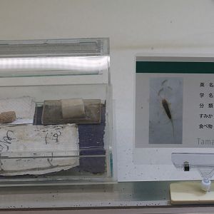 Silverfish (Ctenolepisma longicaudata) - Insectarium