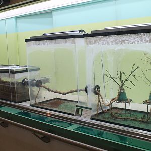 Leaf-cutter Ant display - Insectarium
