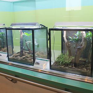 Stag Beetle tanks - Insectarium