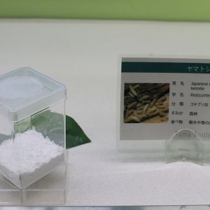 Japanese Termites (Reticulitermes speratus) - Insectarium