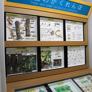 Insect display cases - Insectarium