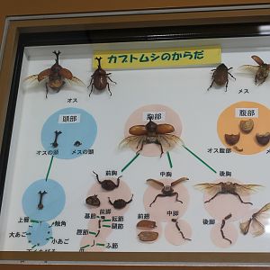 Insect display cases - Insectarium