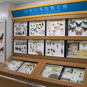 Insect display cases - Insectarium