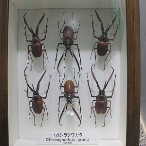 Insect display cases - Insectarium