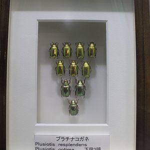 Insect display cases - Insectarium