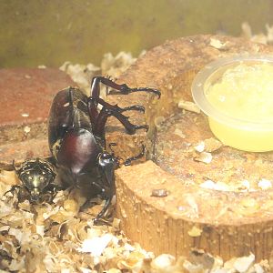 Rhinoceros Beetle and Flower Chafer