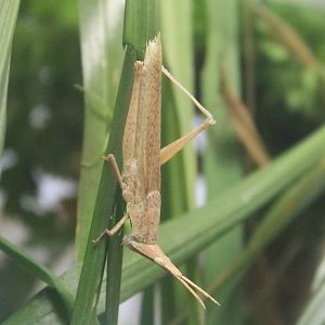Oriental Long-headed Grasshopper (Atractomorpha lata)