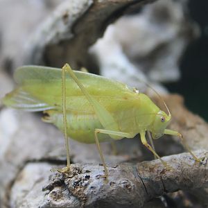 Daito Broad-winged Katydid (Phaulula daitoensis)