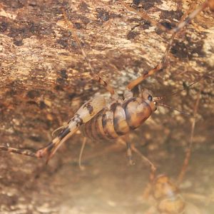 Greenhouse Camel Cricket (Diestrammena asynamora)