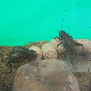 Emma Cricket (Teleogryllus emma)