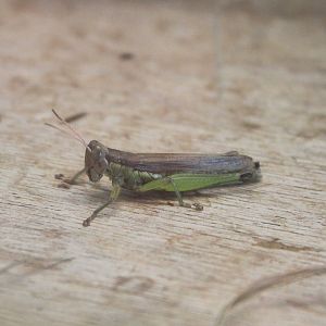 Rice Grasshopper (Oxya japonica)