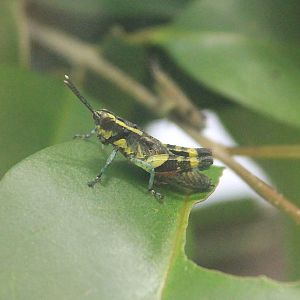 Iriomote Forest Grasshopper (Traulia ornata iriomotensis)
