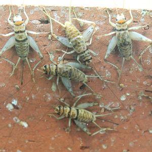 Indian House Cricket (Grylodes sigillatus)