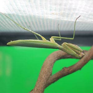 Large Mantis (Tenodera aridifolia)