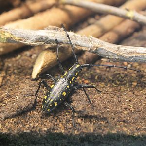 Yellow-spotted Longhorn Beetle (Psacothea hilaris)