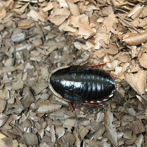 Amphibious Litter Cockroach (Opisthoplatia orientalis)