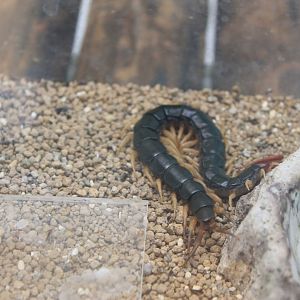 Chinese Red-headed Centipede (Scolopendra subspinipes mutilans)