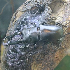 Giraffe Stag Beetle (Prosopocoilus giraffa)