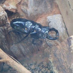 Tarandus Stag Beetle (Mesotopus tarandus)