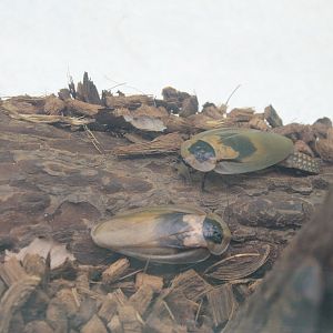 Deaths-head Cockroach (Blaberus craniifer)