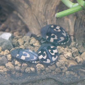 Question Mark Cockroach (Therea olegrandjeani)