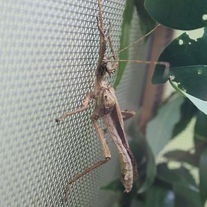 Malayan Jungle Nymph (Heteropteryx dilatata)