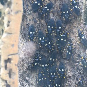 White-spotted Assassin Bug (Platymeris biguttatus)