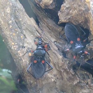 Red-spotted Assassin Bug (Platymeris laevicollis)