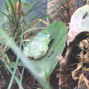 Schlegel's Green Tree Frog (Zhangixalus schlegelii)