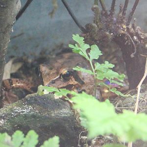 Mountain Brown Frog (Rana ornativentris)