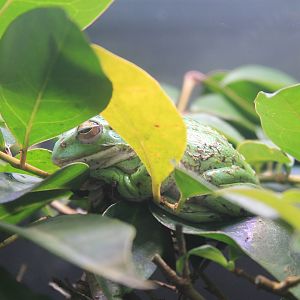 Forest Green Tree Frog (Zhangixalus arboreus)
