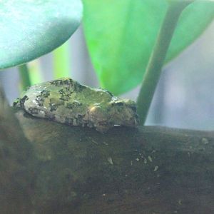 Eiffinger's Tree Frog (Kurixalus eiffingeri)