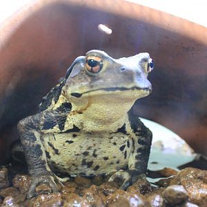 Japanese Toad (Bufo japonicus)