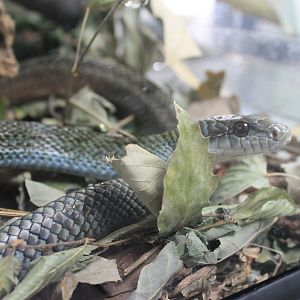 Japanese Rat Snake (Elaphe climacophora)