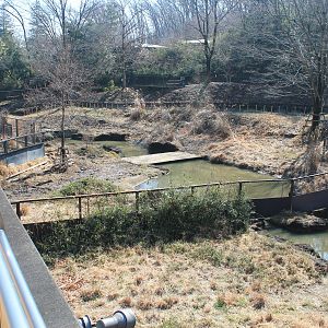 Malayan Tapir enclosures