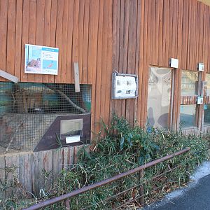Small Japanese mammals