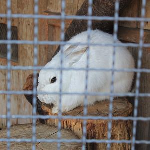 Japanese Hare (Lepus brachyurus angustidens)